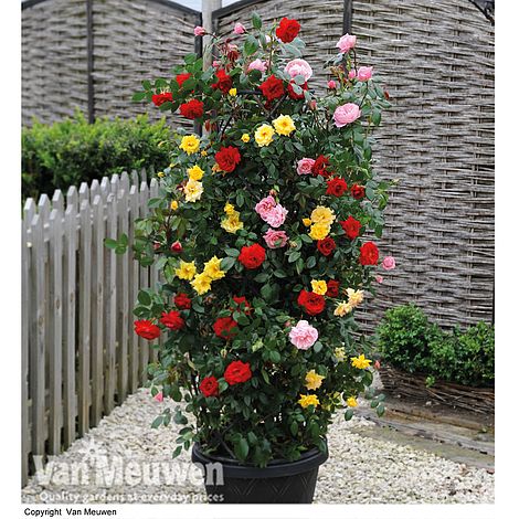 Rose '3-in-1' Collection (Climbing Rose)