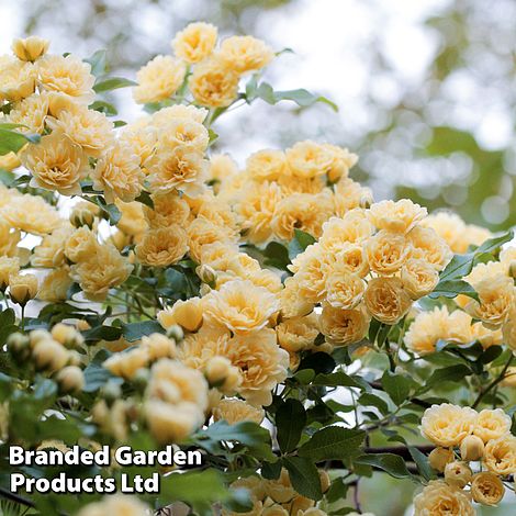 Rose banksiae 'Lutea'