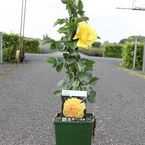 Rose 'Friesia'  (Floribunda)