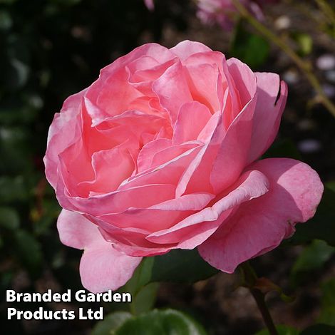 Rose 'Queen Elizabeth'