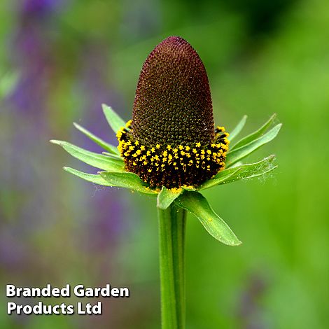 Rudbeckia occidentalis 'Green Wizard'