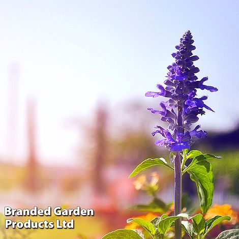 Salvia farinacea 'Victoria Blue'