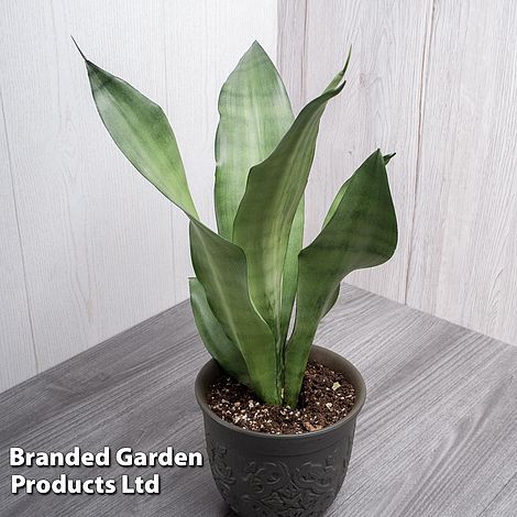 Sansevieria trifasciata 'Moonshine'