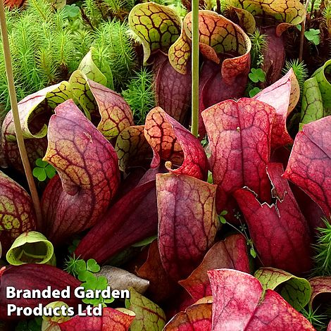 Sarracenia purpurea var. montana
