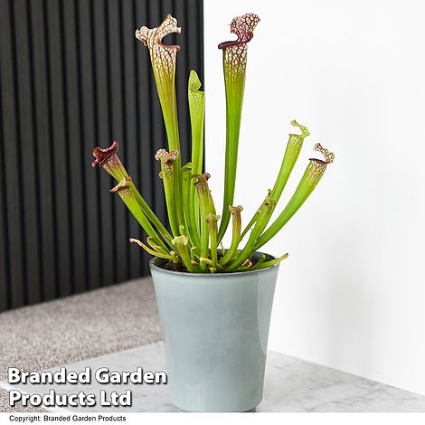 Sarracenia x stevensii