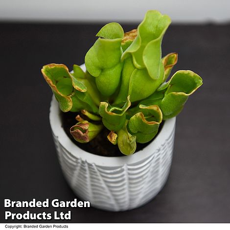 Sarracenia purpurea subsp. venosa