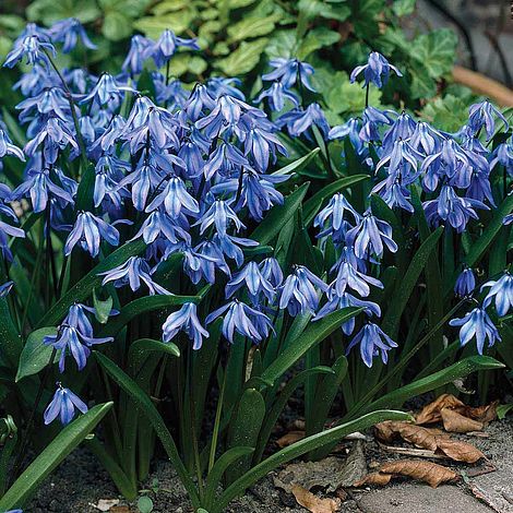 scilla flower flowers ideas for review scilla flower flowers ideas for review