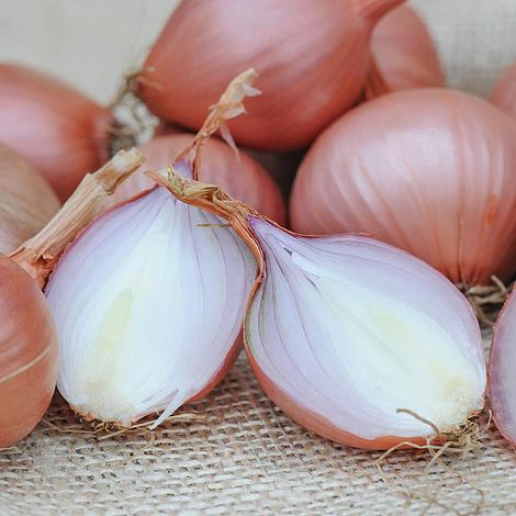 Shallot 'Lorient'