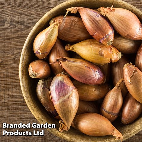 Shallot 'Longor'