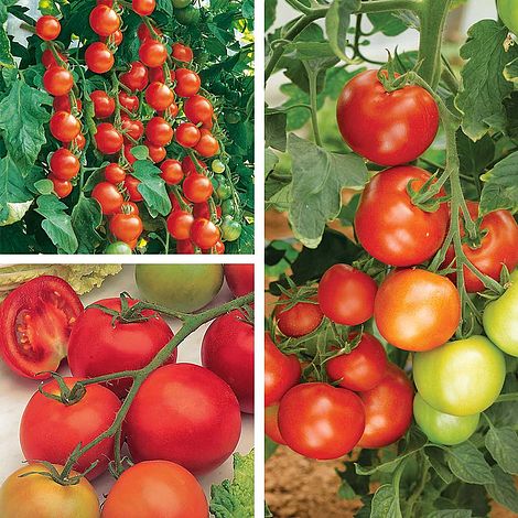 Tomato Gardener's Favourite Collection (Grafted)