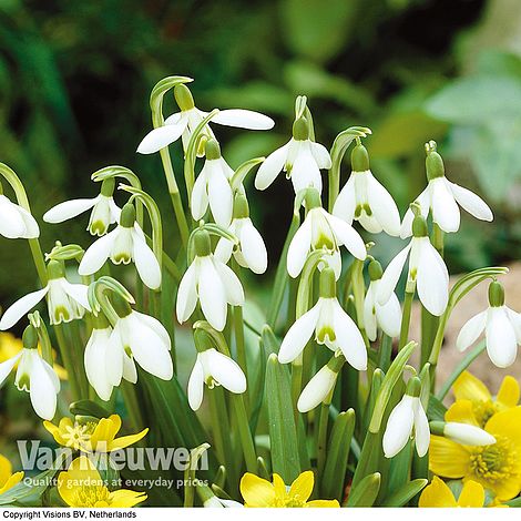 Snowdrops in the Green