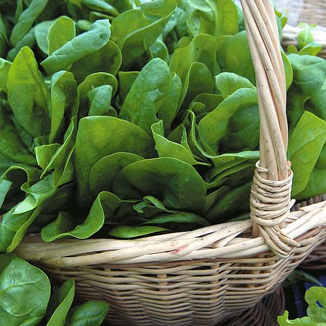 Spinach 'Medania'