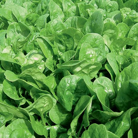 Spinach 'Apollo'