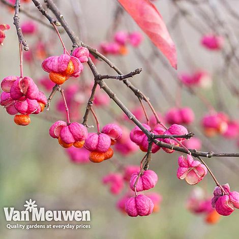 Euonymus europaeus 'Red Cascade'