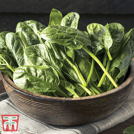 Spinach 'Monnopa'