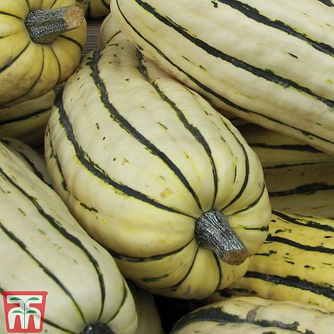 Squash 'Honeyboat' (Winter)