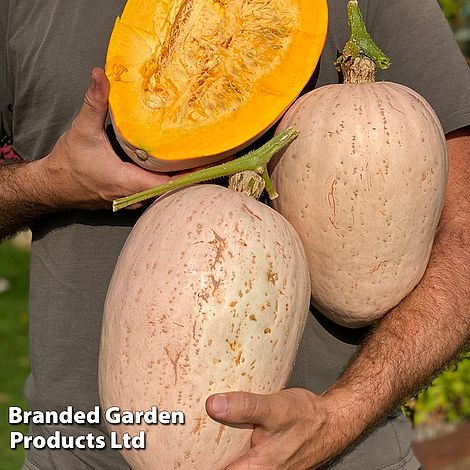 Squash 'Jumbo Pink Banana' (Winter)