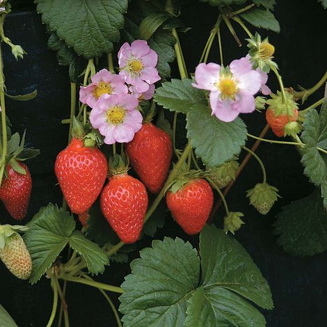 Strawberry 'Florian' F1 Hybrid (Everbearer/ All season)