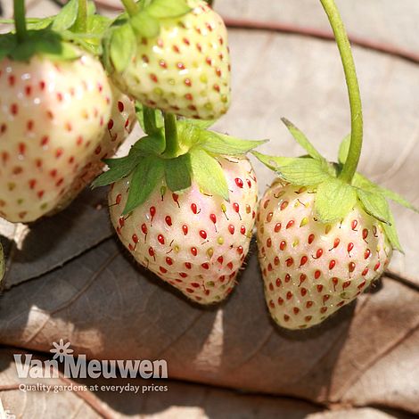 Strawberry Anablanca 'Snow White'