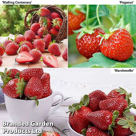 Fruit Summer Strawberry Trio
