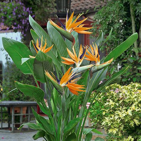 Strelitzia 'Bird of Paradise'