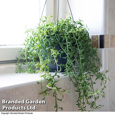 Senecio peregrinus 'String Of Dolphins' hanging pot