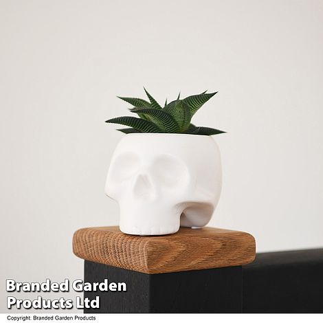 Halloween Succulent in Skull Pot