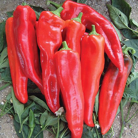 Sweet Pepper 'Thor' F1 Hybrid