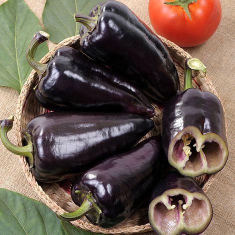 Sweet Pepper 'Black Knight' F1 Hybrid