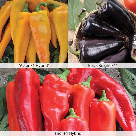 Sweet Pepper 'Tasty Mix All Season'