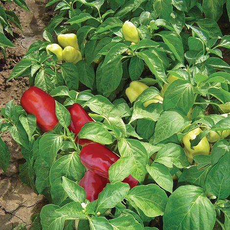 Sweet Pepper 'Boneta'