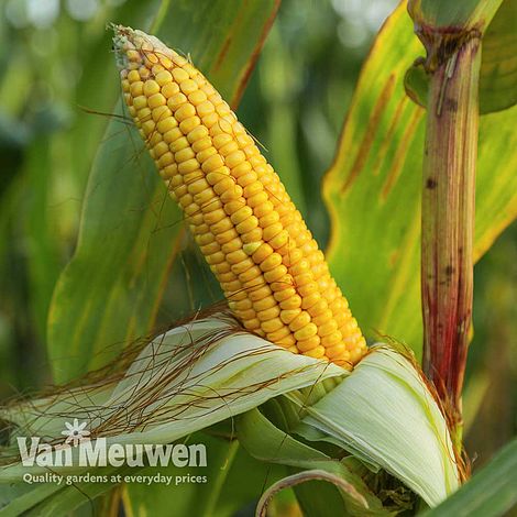 Sweetcorn 'Moonshine'