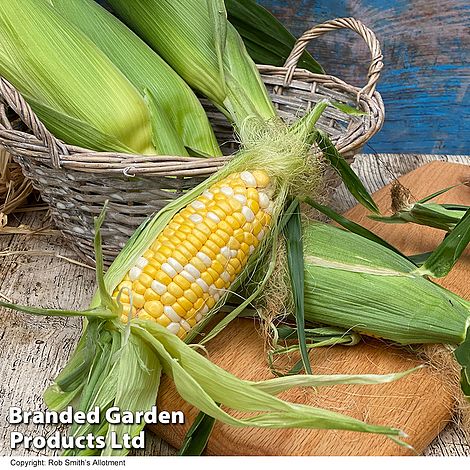 Sweetcorn 'Pot of Gold' F1