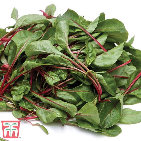 Swiss Chard 'Fire Fresh'