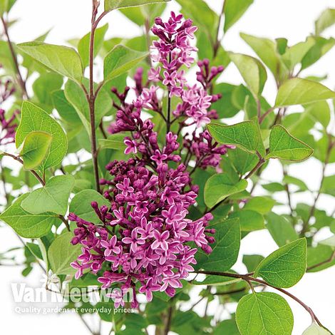 Lilac 'Bloomerang Dark Purple'