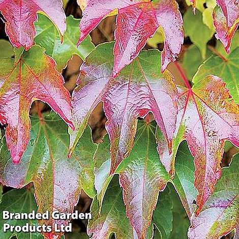 Parthenocissus Tricuspidata Veitchii