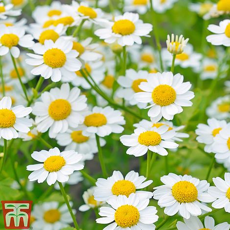 Golden Feverfew