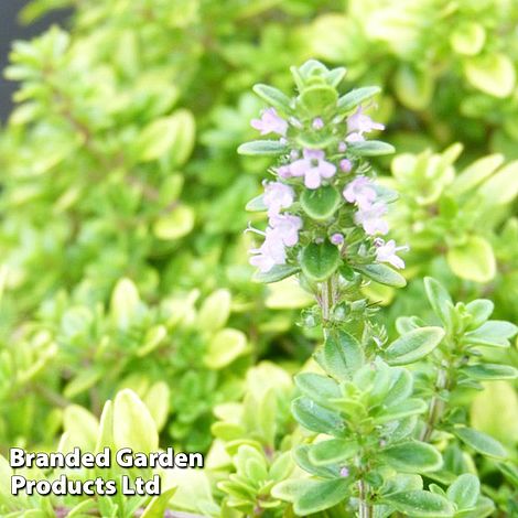 Thyme 'Archer's Gold'