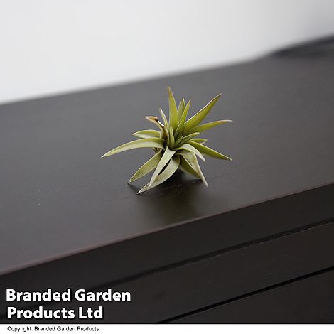 Airplant Brachycaulose Abdita