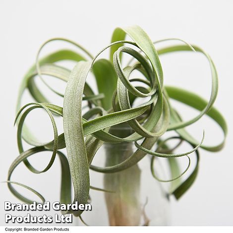 Air plant (Tillandsia) 'Curly Slim'