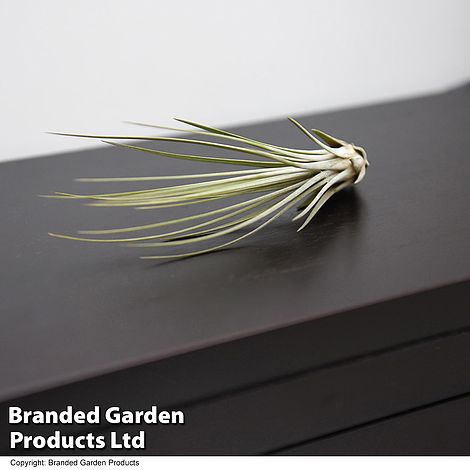 Airplant Juncea