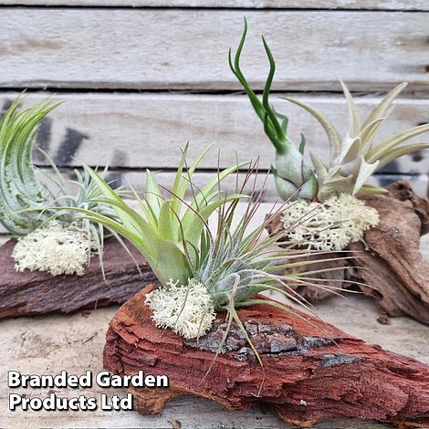 Airplants (Tillandsia) on Mini Wooden Log