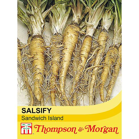 Salsify (Sandwich Island)