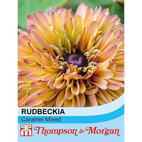 Titicacasøen Transportere Klassificer Rudbeckia 'Caramel Mixed' | Van Meuwen