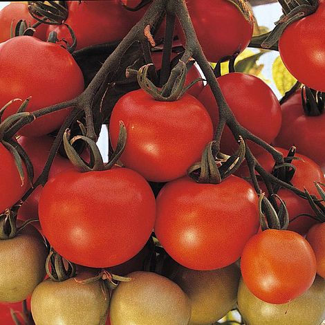 Tomato 'Ailsa Craig'