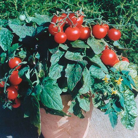 Tomato 'Balconi Red'