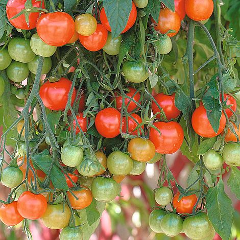 Tomato 'Tumbling Tom Red'