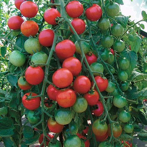 Tomato 'Cherrola' F1 Hybrid