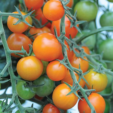 Tomato 'Sungold' F1 Hybrid