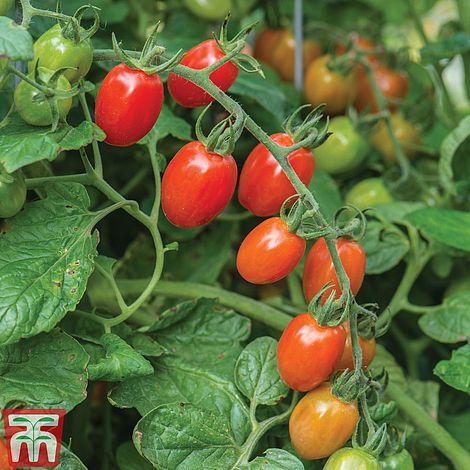 Tomato 'Celano' F1 hybrid